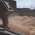 Momentka z nakládky pšenice od společnosti Simplex v přístavu v Hamburku - ilustrační foto